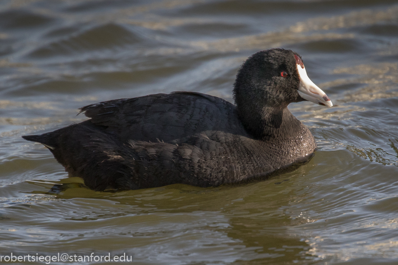 baylands